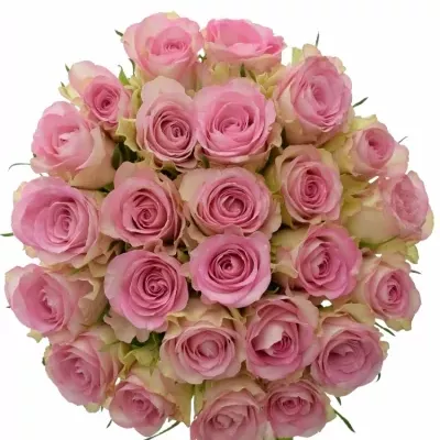 Kytice 25 žíhaných růží LOVELY JEWEL 35cm