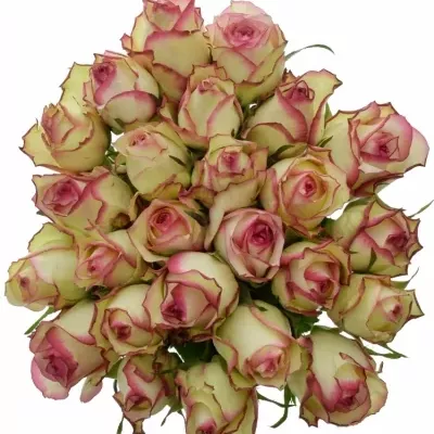 Kytice 25 žíhaných růží MONET 50cm