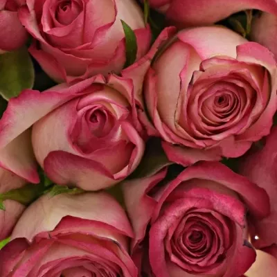 Kytice 25 žíhaných růží MYSTELLE 70cm