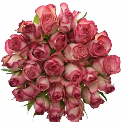 Kytice 25 žíhaných růží MYSTELLE 50cm