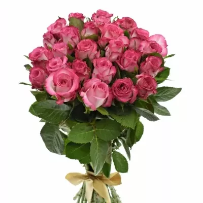 Kytice 25 žíhaných růží N-JOY 50cm