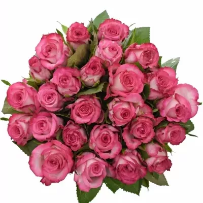 Kytice 25 žíhaných růží N-JOY 60cm