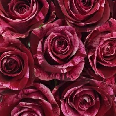 Kytice 25 žíhaných růží RED STORM