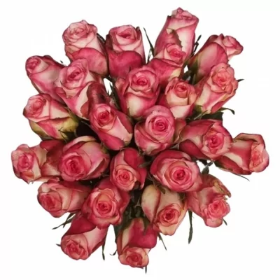Kytice 25 žíhaných růží SPARK CONDOR 40 cm