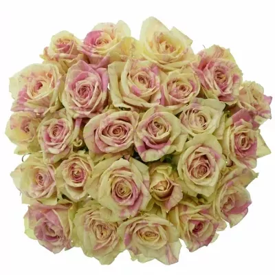 Kytice 25 žíhaných růží SWEET HARLEQUIN 40cm