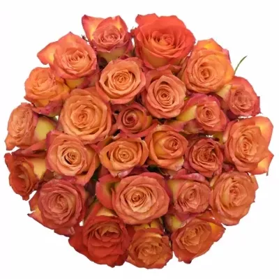 Kytice 25 žíhaných růží UTOPIA