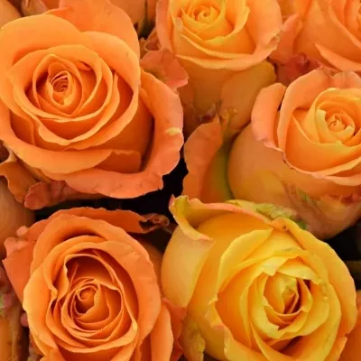 Kytice 25 žlutooranžových růží MORNING SUN 40cm