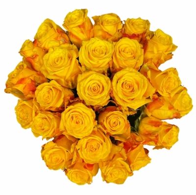 Kytice 25 žlutých růží CANDLELIGHT 55 cm