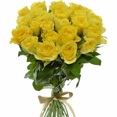 Kytice 25 žlutých růží GOLDEN TOWER 50 cm