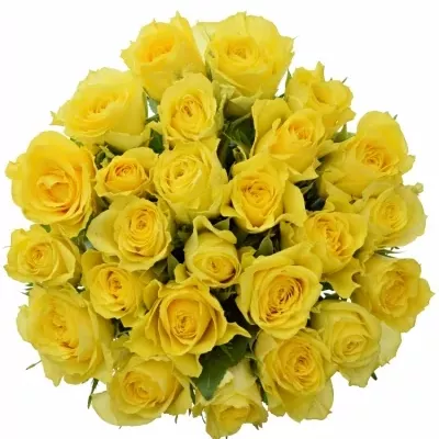 Kytice 25 žlutých růží GOLDEN TOWER 50 cm