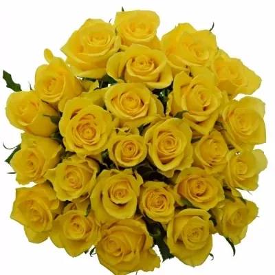 Kytice 25 žlutých růží JACKPOT 40cm