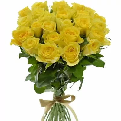 Kytice 25 žlutých růží LIMELIGHT
