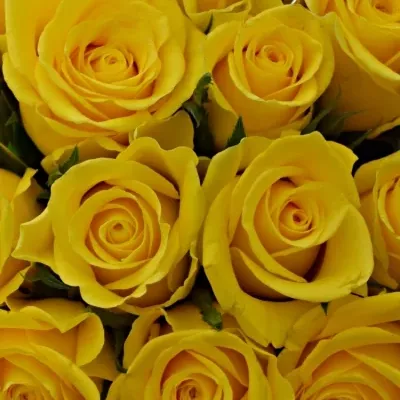 Kytice 25 žlutých růží MOONWALK 50 cm