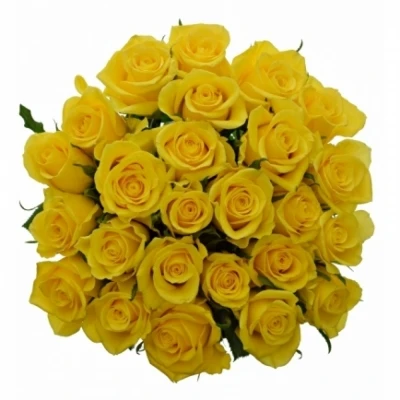 Kytice 25 žlutých růží NJANO! 50 cm