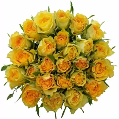 Kytice 25 žlutých růží PACO! 40cm