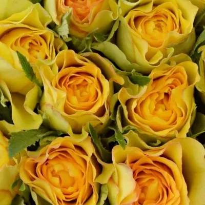 Kytice 25 žlutých růží PACO! 50cm