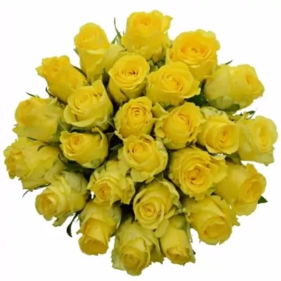 Kytice 25 žlutých růží Penny Lane 50cm
