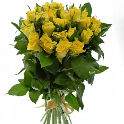 Kytice 25 žlutých růží SUNNY SHER 40cm