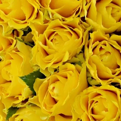 Kytice 25 žlutých růží VIVA