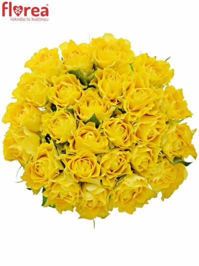 Kytice 25 žlutých růží VIVA 60cm