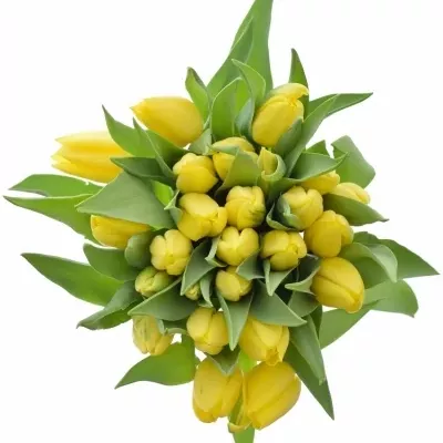 Kytice 25 žlutých tulipánů STRONG GOLD