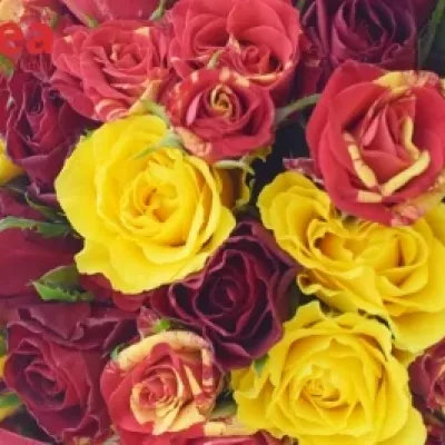 Kytice 26 míchaná CLEA ø25cm 