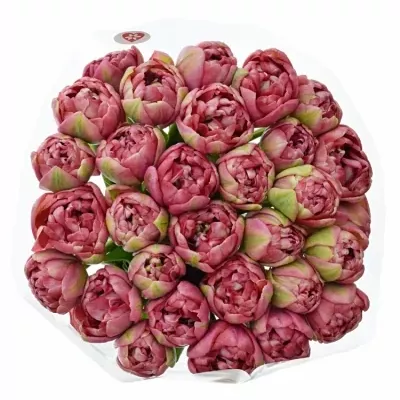 Kytice 30 růžových tulipánů WEDDING GIFT 40cm