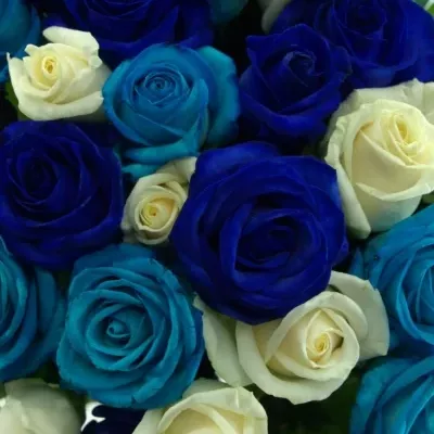 Kytice 35 modrých růží ACANTHA