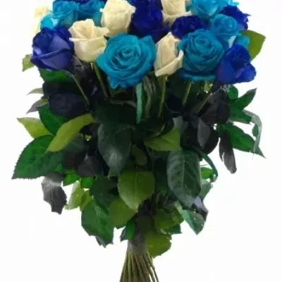 Kytice 35 modrých růží ACANTHA