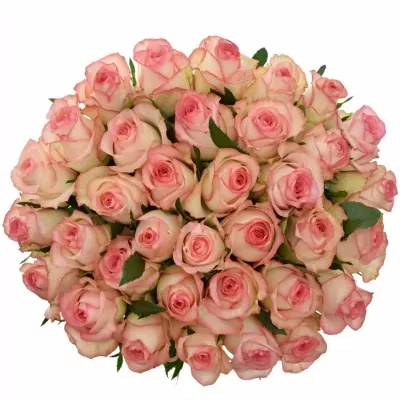 Kytice 35 bílorůžových růží JUMILIA 80cm