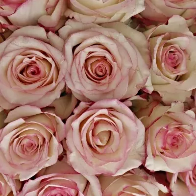 Kytice 35 bÍlorůžových růží TORMENTA