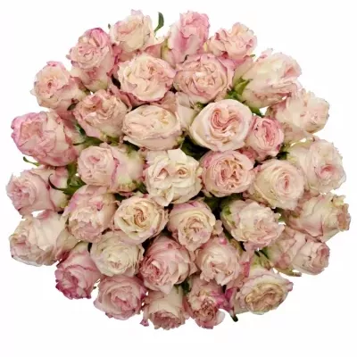 Kytice 35 bílorůžových růží VERY CUTE