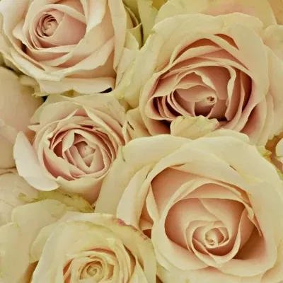 Kytice 35 bílých růží ADOR AVALANCHE+ 60cm