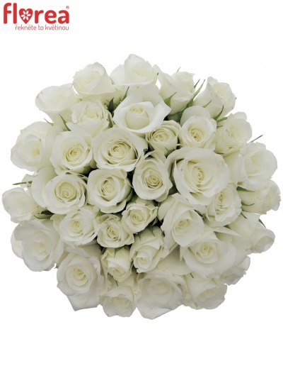 Kytice 35 bílých růží AKITO 45cm