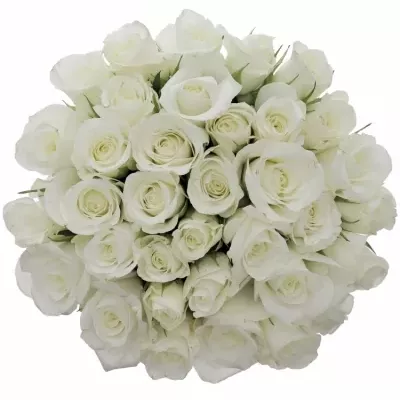 Kytice 35 bílých růží AKITO 60cm