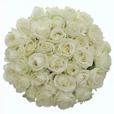 Kytice 35 bílých růží ALBATROS