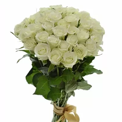 Kytice 35 bílých růží ASPEN 70cm