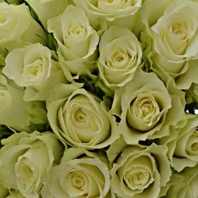 Kytica 35 bielych ruží ATHENA 30cm