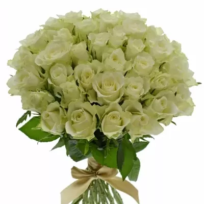 Kytice 35 bílých růží ATHENA 30cm