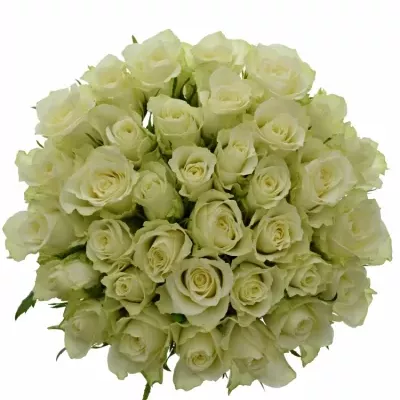 Kytice 35 bílých růží ATHENA 30cm