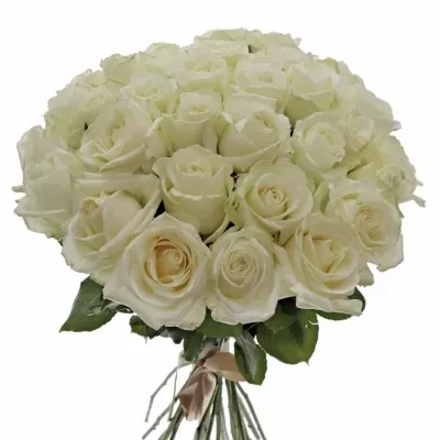 Kytice 35 bílých růží AVALANCHE  40cm