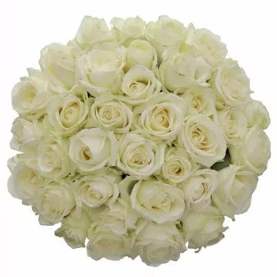 Kytice 35 bílých růží AVALANCHE  40cm
