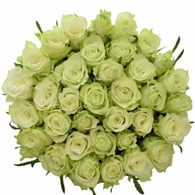 Kytice 35 bílých růží MURU 60 cm