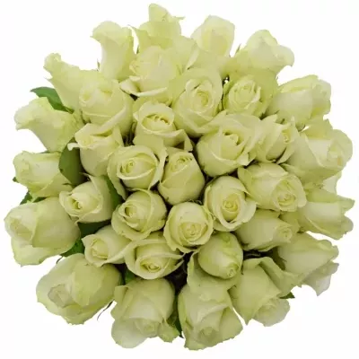 Jednodruhová kytice 35 bílých růží SNOWSTORM 60 cm