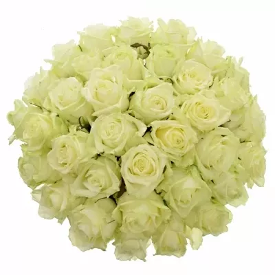 Kytice 35 bílých růží WHITE NAOMI 60cm
