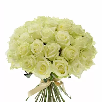 Kytice 35 bílých růží WHITE NAOMI