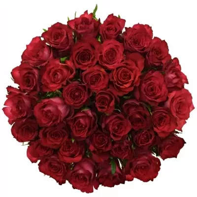 Kytice 35 červenofialových růží DARK LULU 50 cm