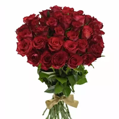 Kytice 35 červenofialových růží DARK LULU 50 cm