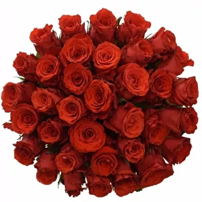 Jednodruhová kytice 35 červených růží BRIGHT TORCH 50 cm