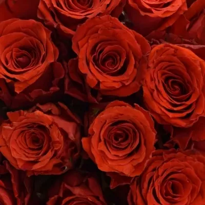 Kytice 35 červených růží BRIGHT TORCH